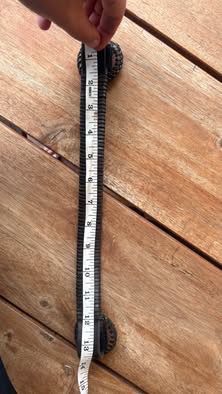 13.5” hunter browband brown